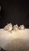 British Shorthair cats - Advert 11