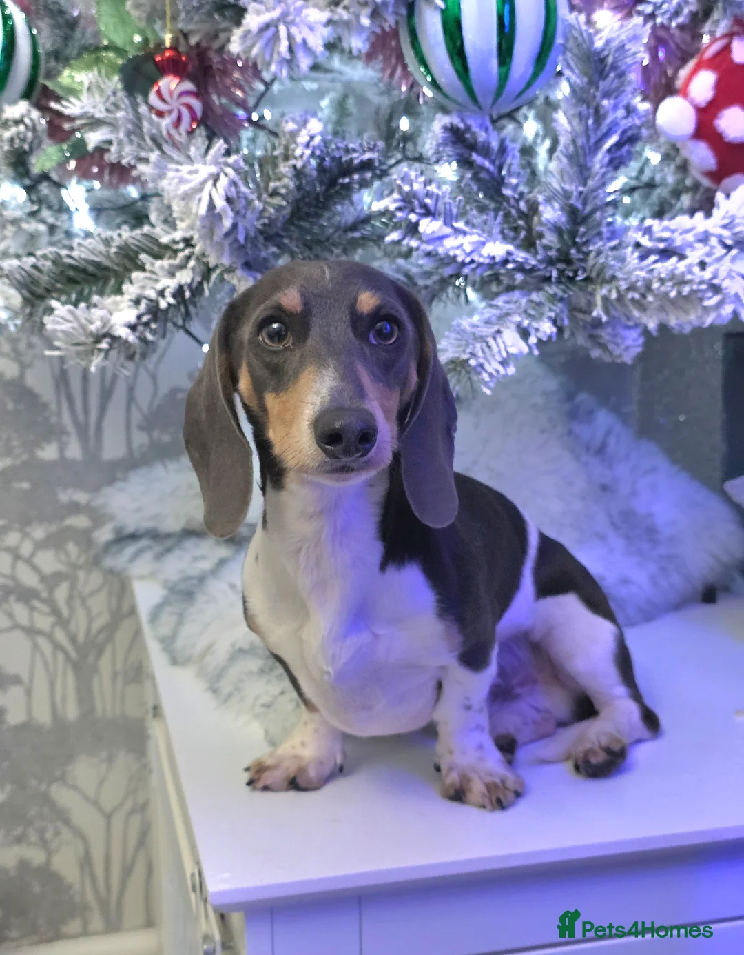 Miniature Dachshund dogs for stud: Blue piebald miniature Dachshund stud  - Advert 8