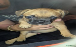 Mixed Breed dogs for sale: Frenchie x pups  - Image 12