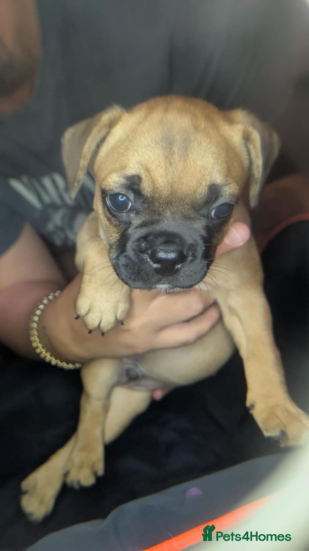 Mixed Breed dogs for sale: Frenchie x pups  - Image 12