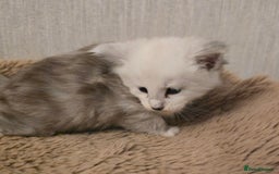 Maine Coon cats for sale: Maine Coon Kittens Black Shaded European Lines - Image 30
