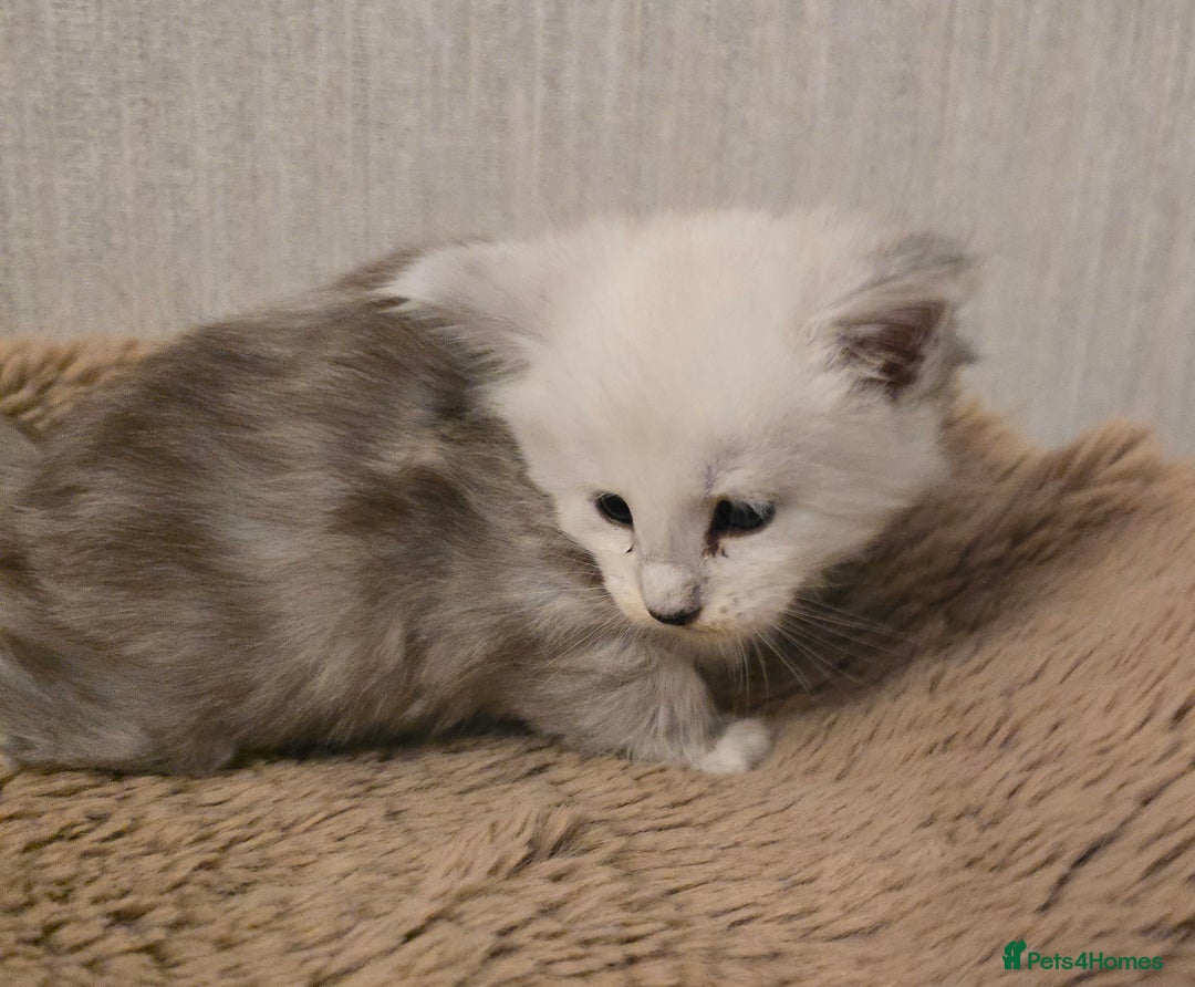 Maine Coon cats for sale: Maine Coon Kittens Black Shaded European Lines - Image 30