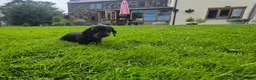 Miniature Dachshund dogs for sale: 🐾 Beautiful Miniature Dachshund Puppies 🐾 - Advert 18