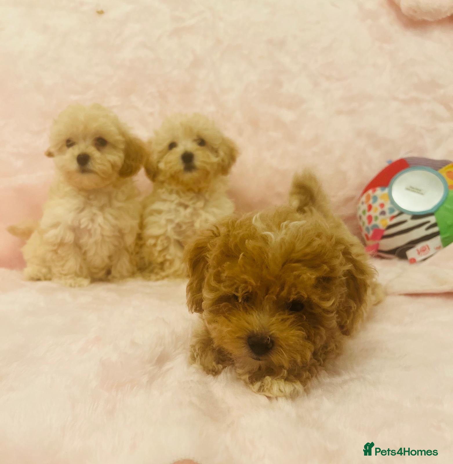Maltipoo dogs Beautiful maltipoo puppies - Advert 18
