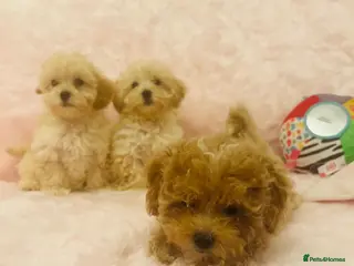 Maltipoo dogs Beautiful maltipoo puppies - Advert 18