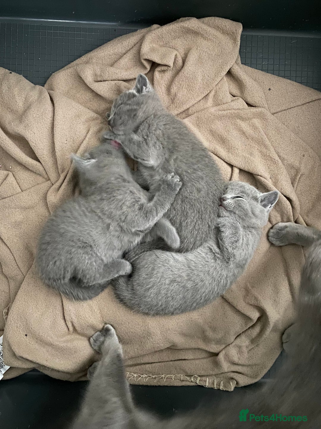 Russian Blue cats for sale: Russian blue kittens  - Image 6