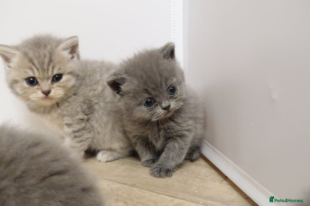 British Shorthair cats for sale: 🐾Pedigree British Shorthair Kittens – GCCF REG🐾 - Image 8