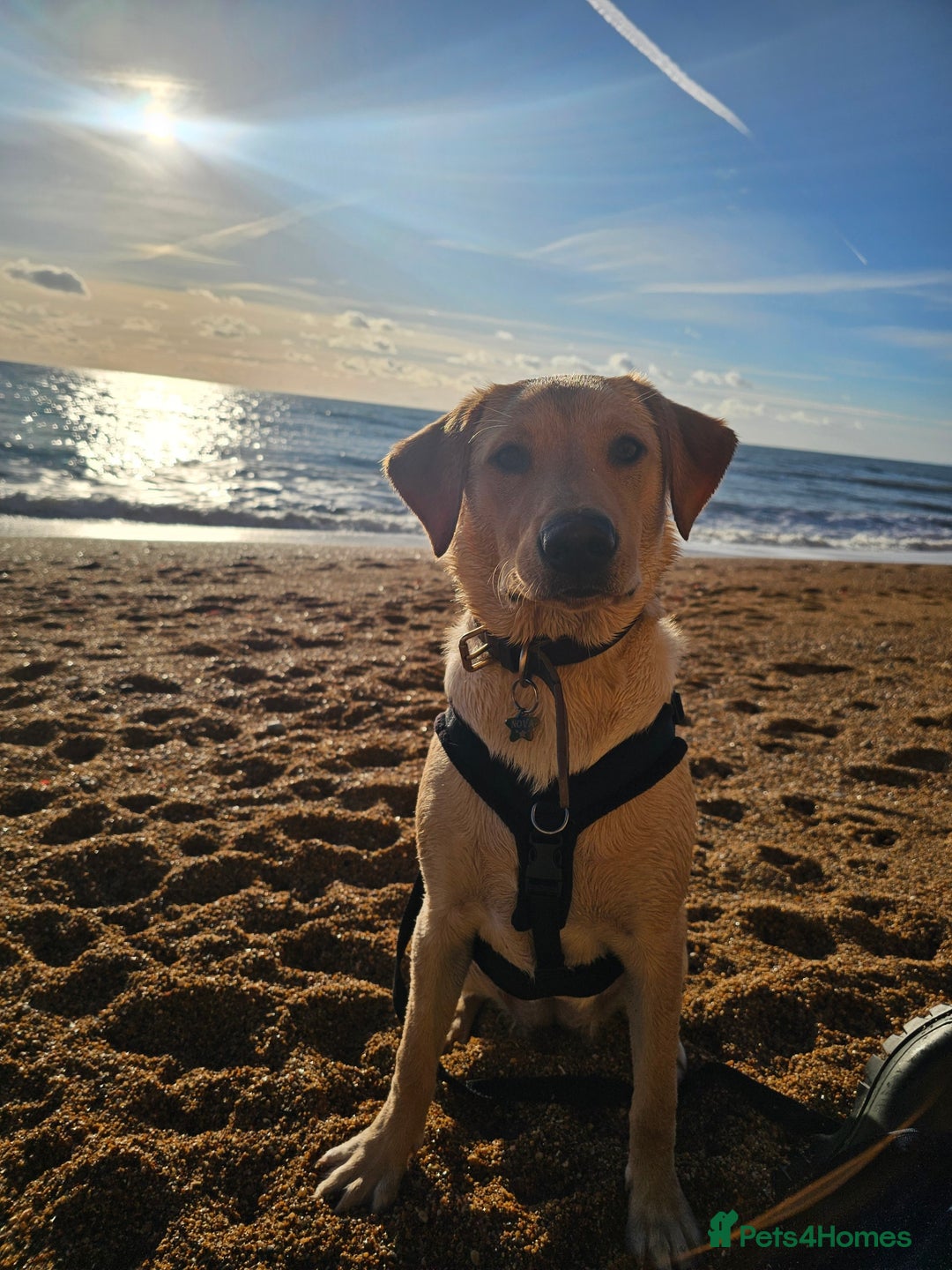 Labrador Retriever dogs for sale: Nova our bouncy young lady - Image 6