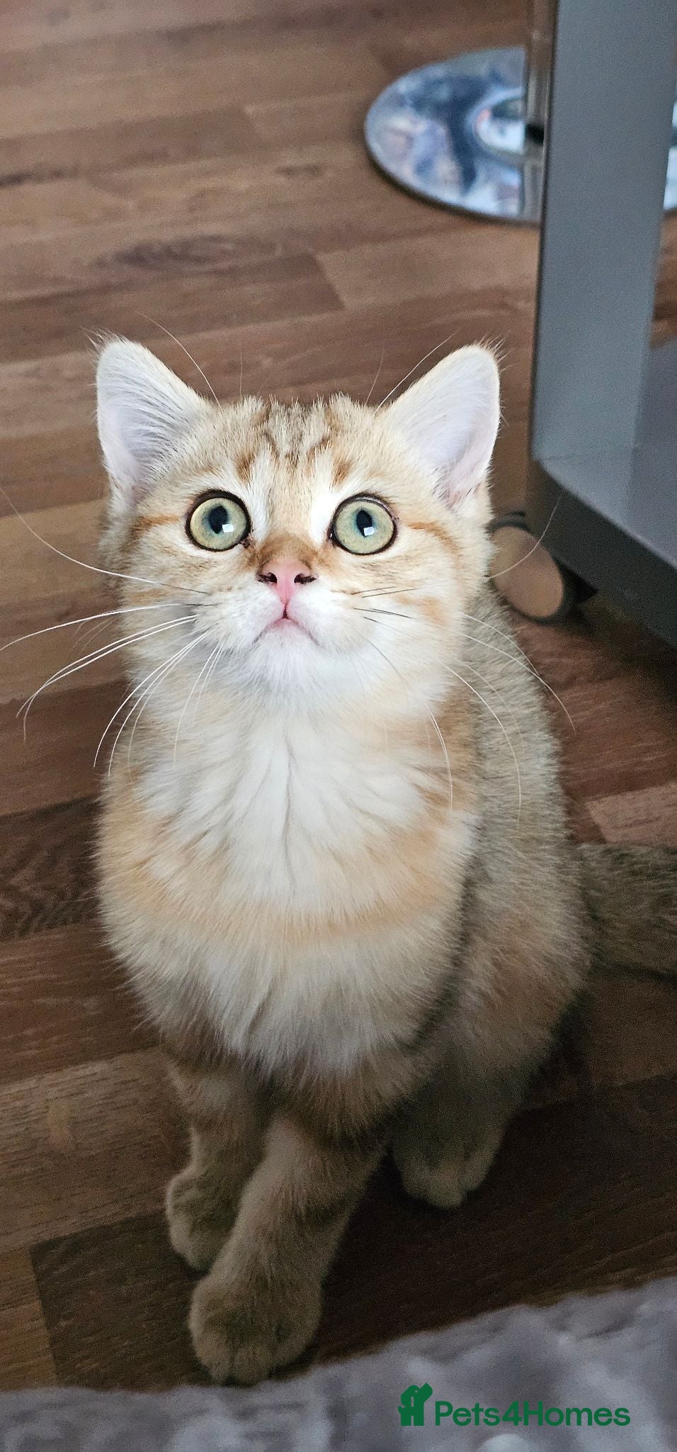 British Shorthair cats Bsh GOLDEN Chunky Kittens🐱 Ready go now - Advert 13