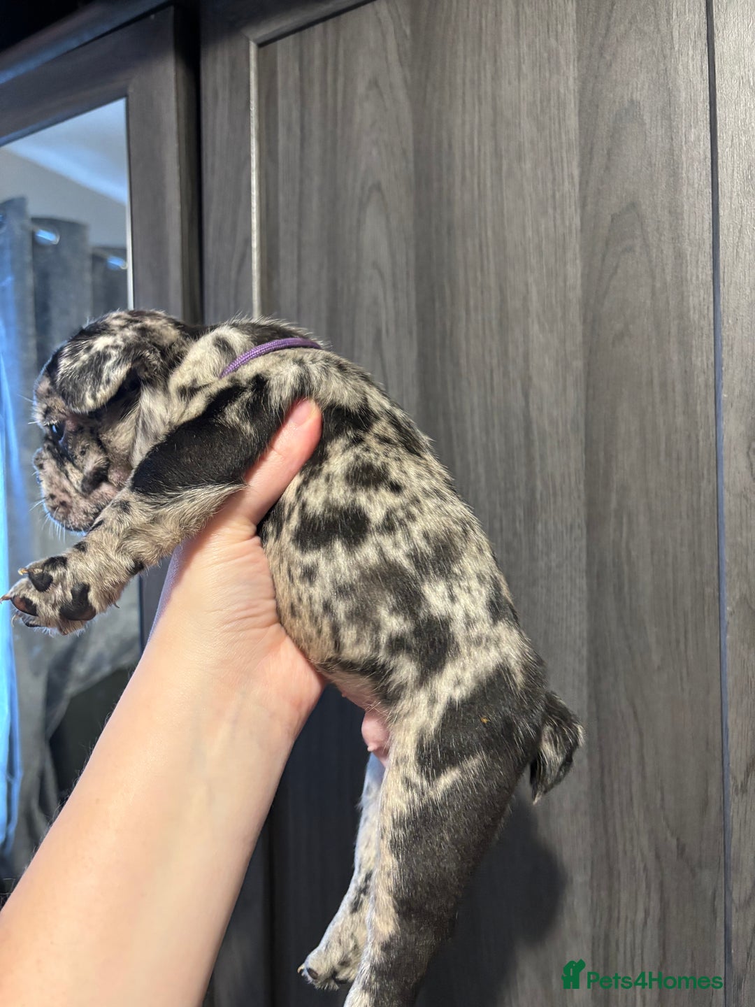 French Bulldog dogs for sale: French bulldog puppies  - Image 23