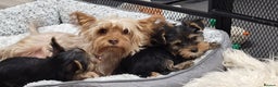 Yorkshire Terrier dogs for sale: Yorkshire Terriers puppies from Licensed Breeder  - Advert 7