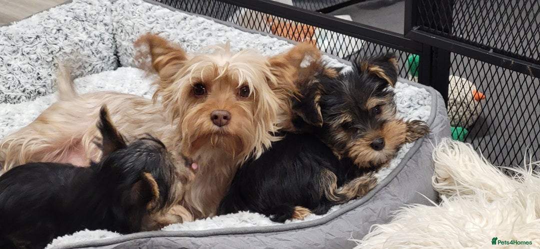 Yorkshire Terrier dogs for sale: Yorkshire Terriers puppies from Licensed Breeder  - Advert 7