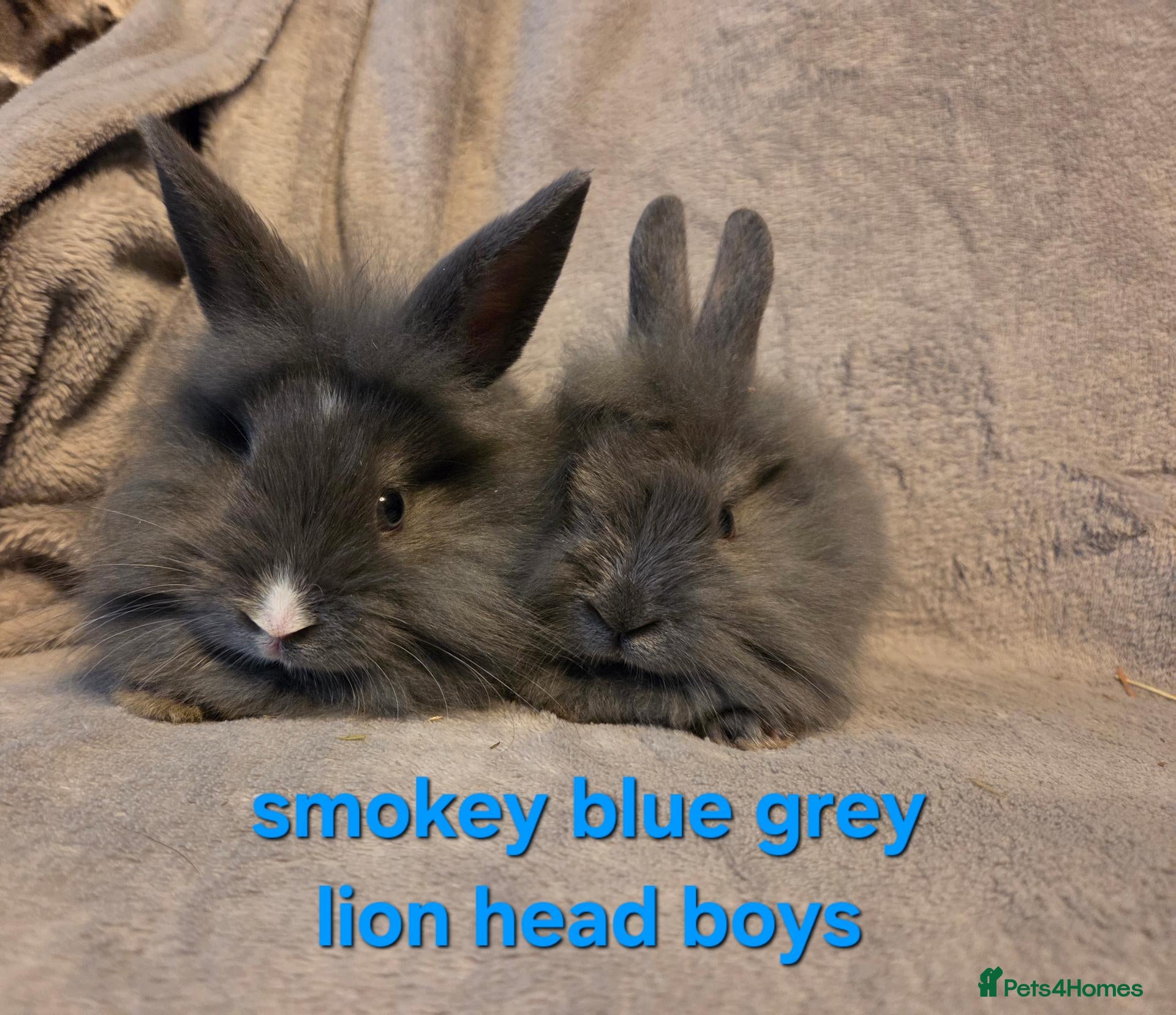 Lionhead rabbits Very tame 8wk boys🩵🩵lion head baby bunnies  - Advert 1
