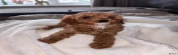 Cavapoo dogs for sale: TOY CAVAPOO GIRL. Health tested and training begun - Advert 13