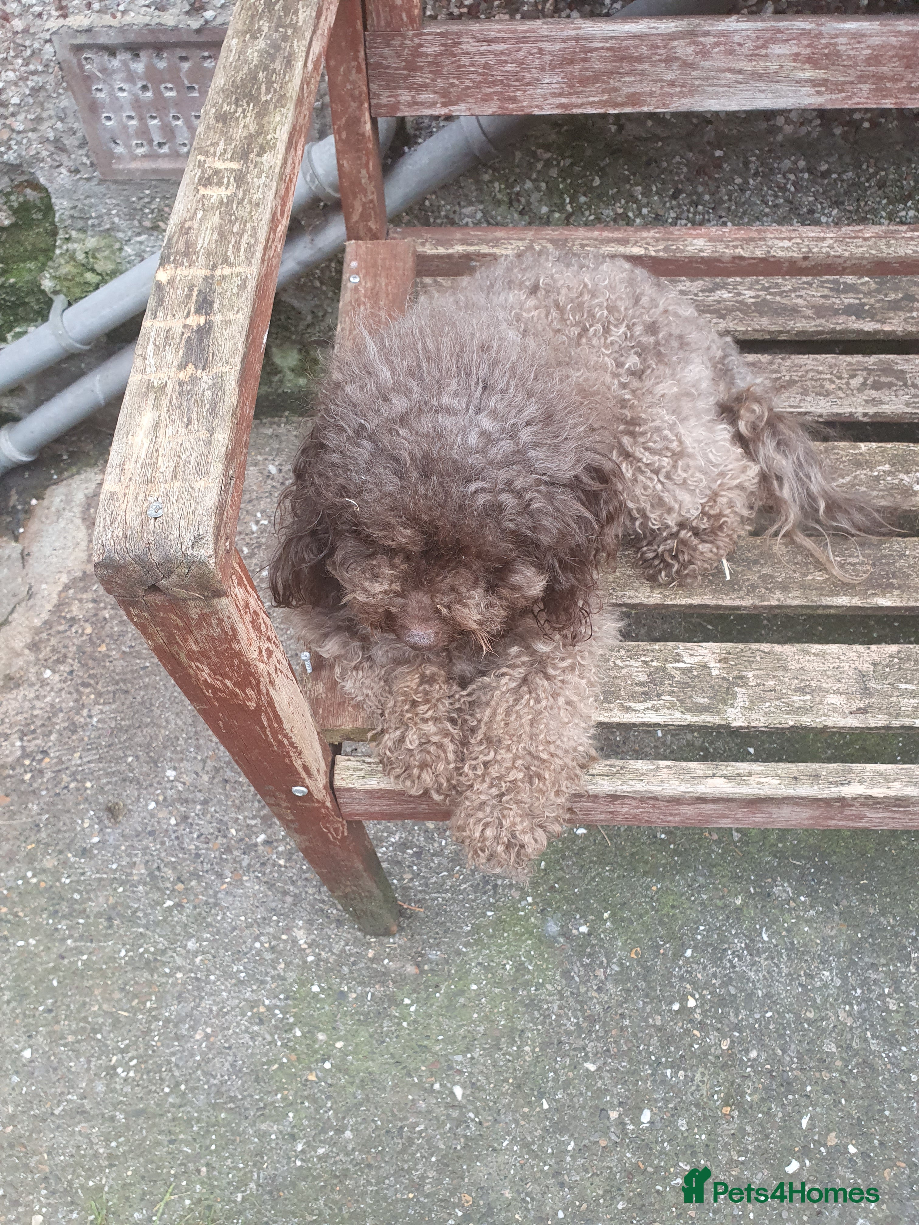 Toy Poodle dogs beautiful toy poodles for sale  - Advert 1