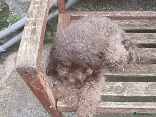 Toy Poodle dogs beautiful toy poodles for sale - Advert 18