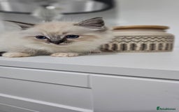 Ragdoll cats for sale: Stunning ragdoll kittens  - Image 12