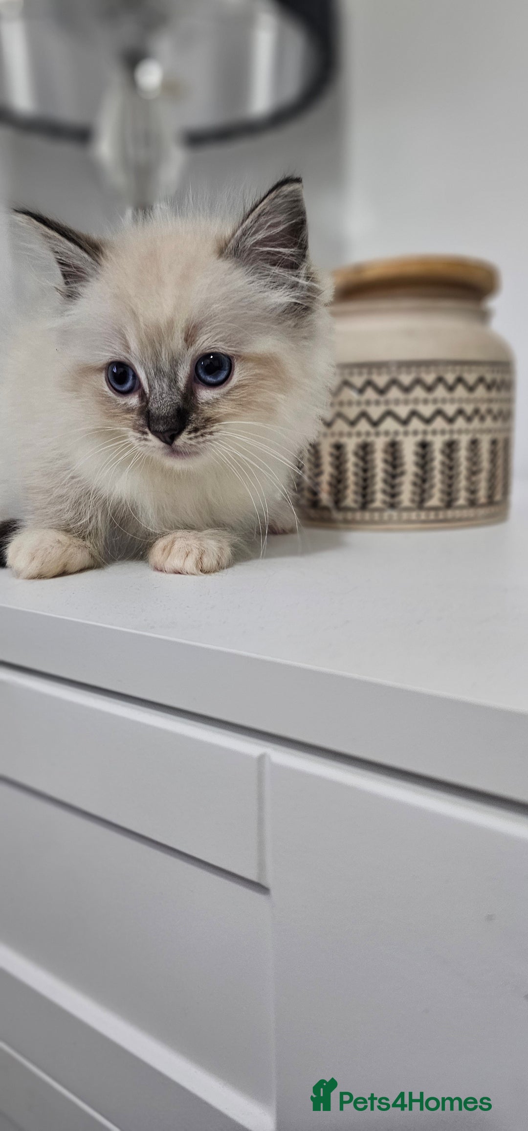 Ragdoll cats for sale: Stunning ragdoll kittens  - Image 12
