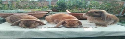 Mini Lop rabbits for sale: Pretty (Mostly) Female Minilop and Dwarf Lop - Advert 6