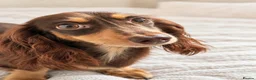 Miniature Dachshund dogs for sale: Premium quality Minature Daschunds | DNA Tested  - Advert 2