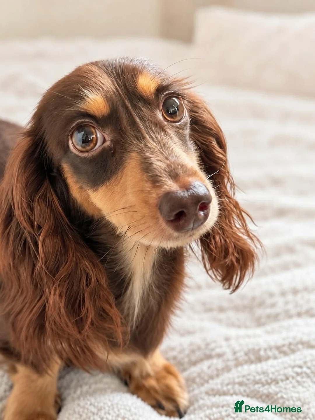 Miniature Dachshund dogs for sale: Premium quality Minature Daschunds | DNA Tested  - Advert 2