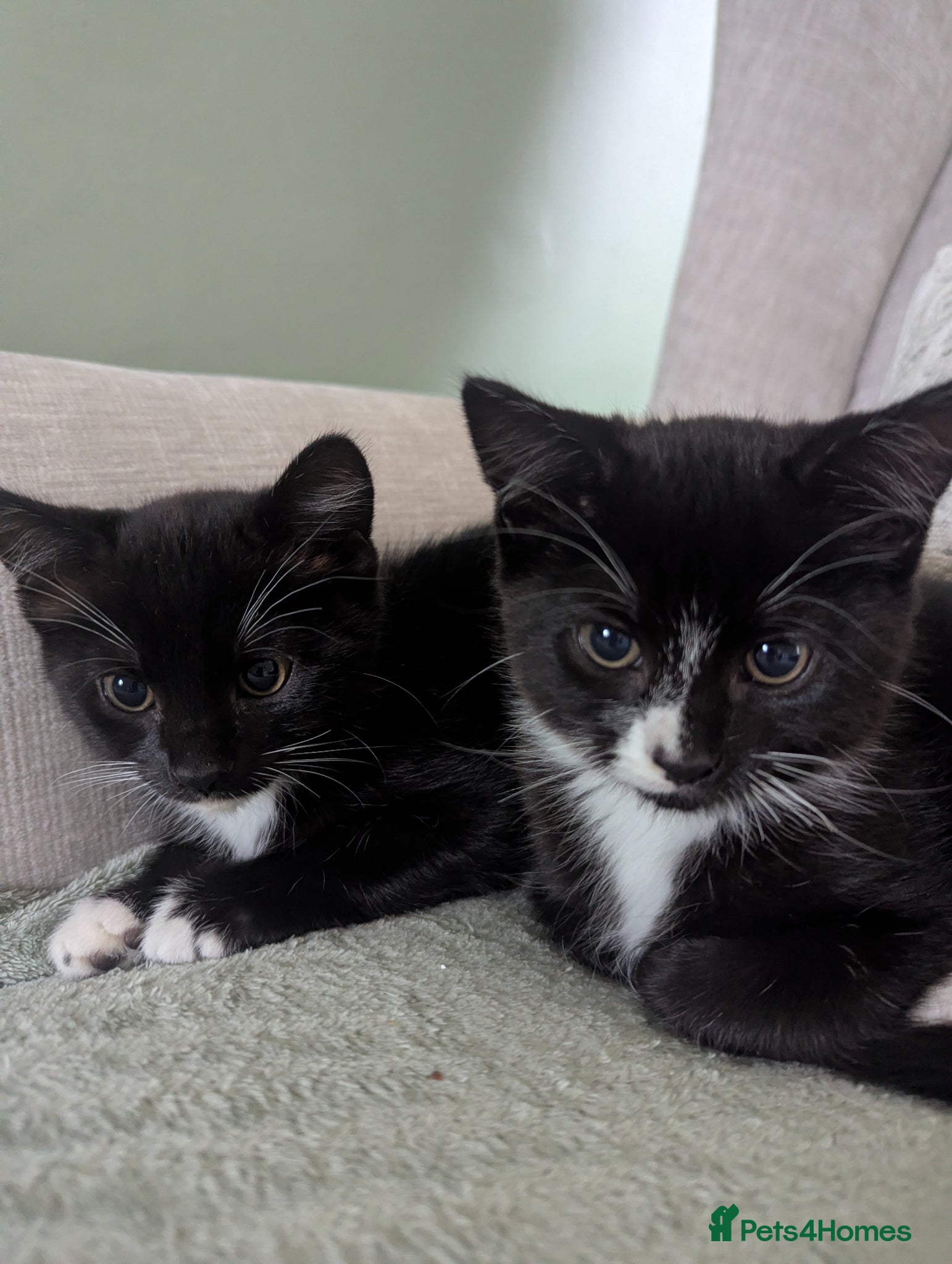 Mixed Breed cats 2 beautiful black and white kittens - Advert 2