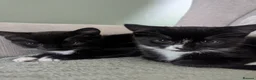 Mixed Breed cats for sale: 2 beautiful black and white kittens - Advert 1