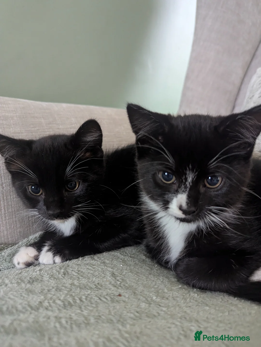 Mixed Breed cats for sale: 2 beautiful black and white kittens - Advert 1