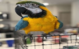 Macaws birds for sale: Blue and Gold Macaw Babies - Image 2