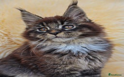 Maine Coon cats for sale: Beautiful Maine Coon Kittens... - Image 2