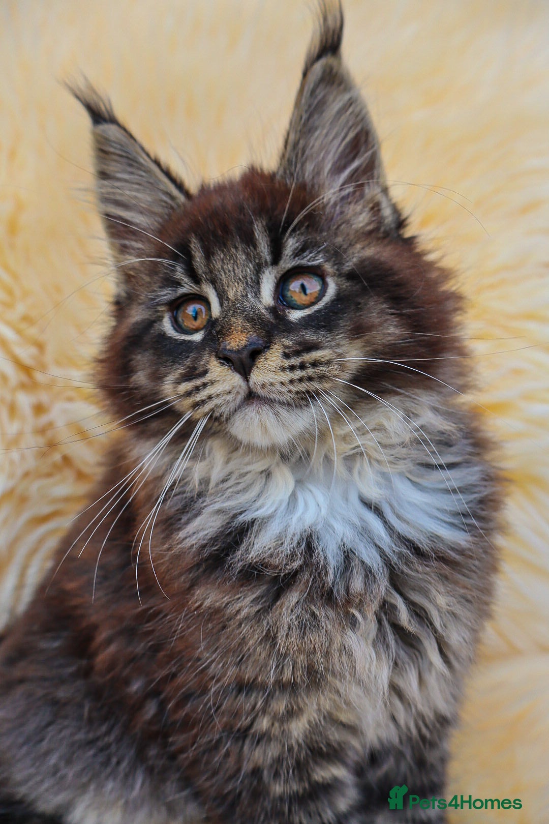 Maine Coon cats for sale: Beautiful Maine Coon Kittens... - Image 2