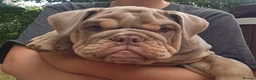 English Bulldog dogs for sale: Lilac Tri English Bulldog Puppies  - Advert 7