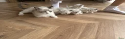 Ragdoll cats for sale: Ragdoll kittens pedigree  in Ellesmere Port - Advert 19