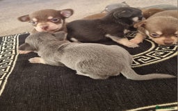 Chihuahua dogs for sale: Beautiful Chihuahua puppies  - Image 2