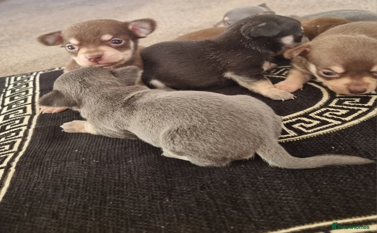 Chihuahua dogs - Advert 2