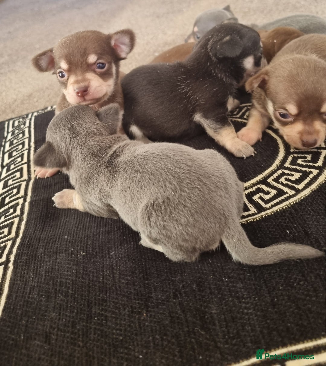 Chihuahua dogs for sale: Beautiful Chihuahua puppies  - Image 2