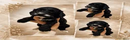 Cockapoo dogs for sale: Beautiful F1 cockapoo puppies  - Advert 3