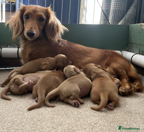 Miniature Dachshund dogs - Advert 13