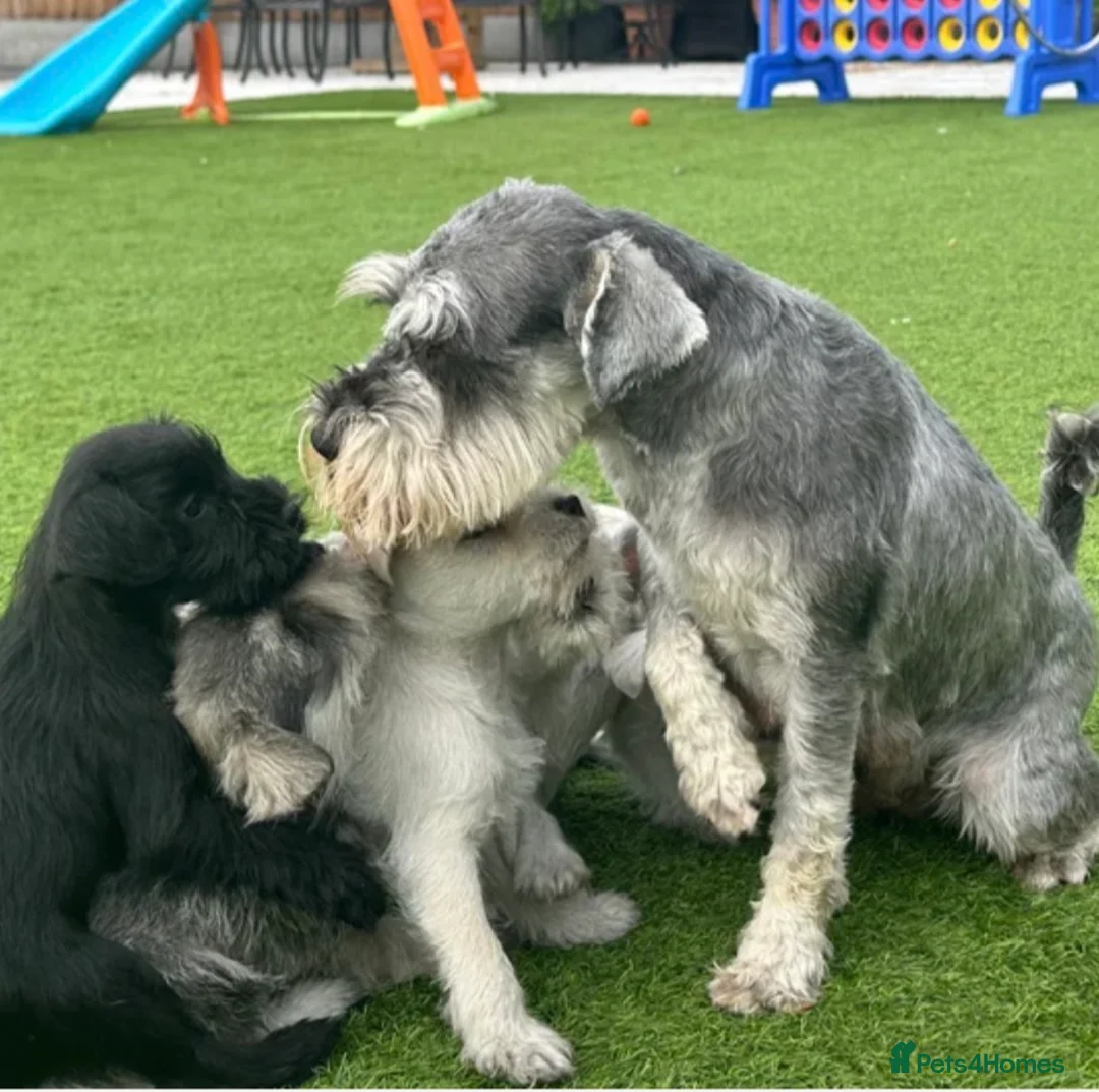 Miniature Schnauzer dogs for sale: ✨mini Snchazer pups✨ health tested parents✨ in Upminster - Advert 1
