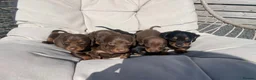 Dachshund dogs for sale: 7 Beautiful Dachshund Puppies - Advert 9