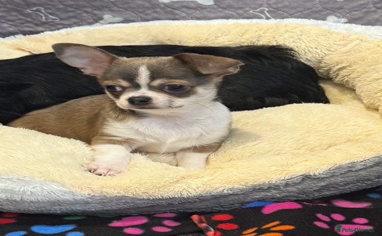 Chihuahua dogs - Advert 2