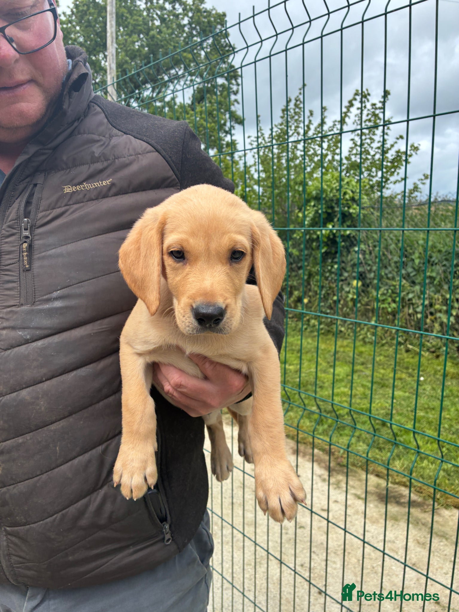 Labrador Retriever dogs Five Star Council Registered Breeders litter - Advert 2