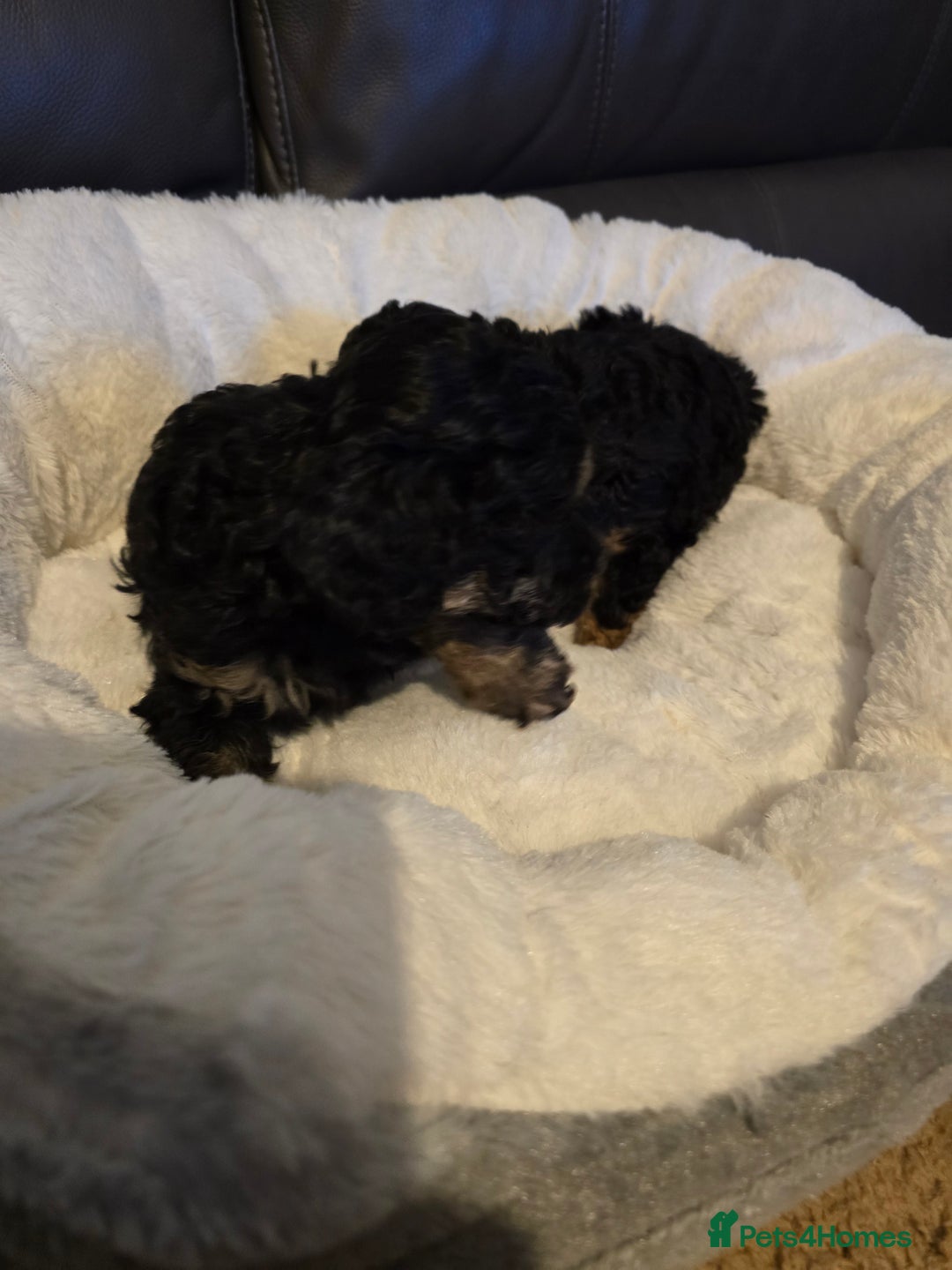 Miniature Poodle dogs for sale: 4 Amazing miniature poodles  - Advert 19