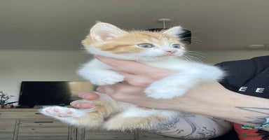 Mixed Breed cats - Advert 6