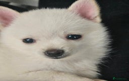 Pomchi dogs for sale: Pomeranian, fimele - Image 5