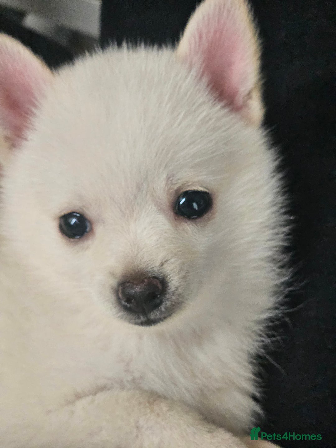 Pomchi dogs for sale: Pomeranian, fimele - Image 5