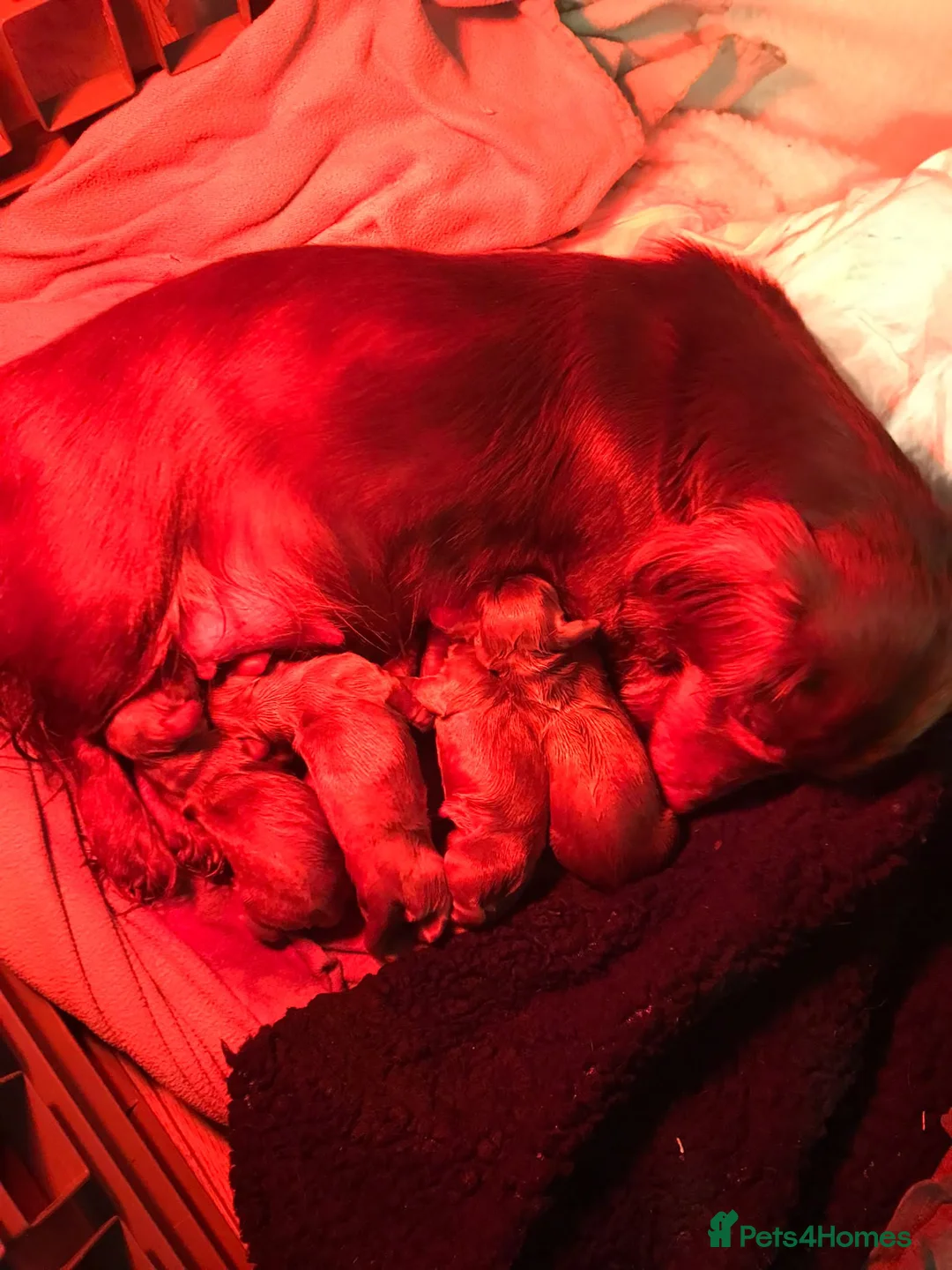 Miniature Dachshund dogs for sale: Three miniature long haired dachshunds  - Advert 15