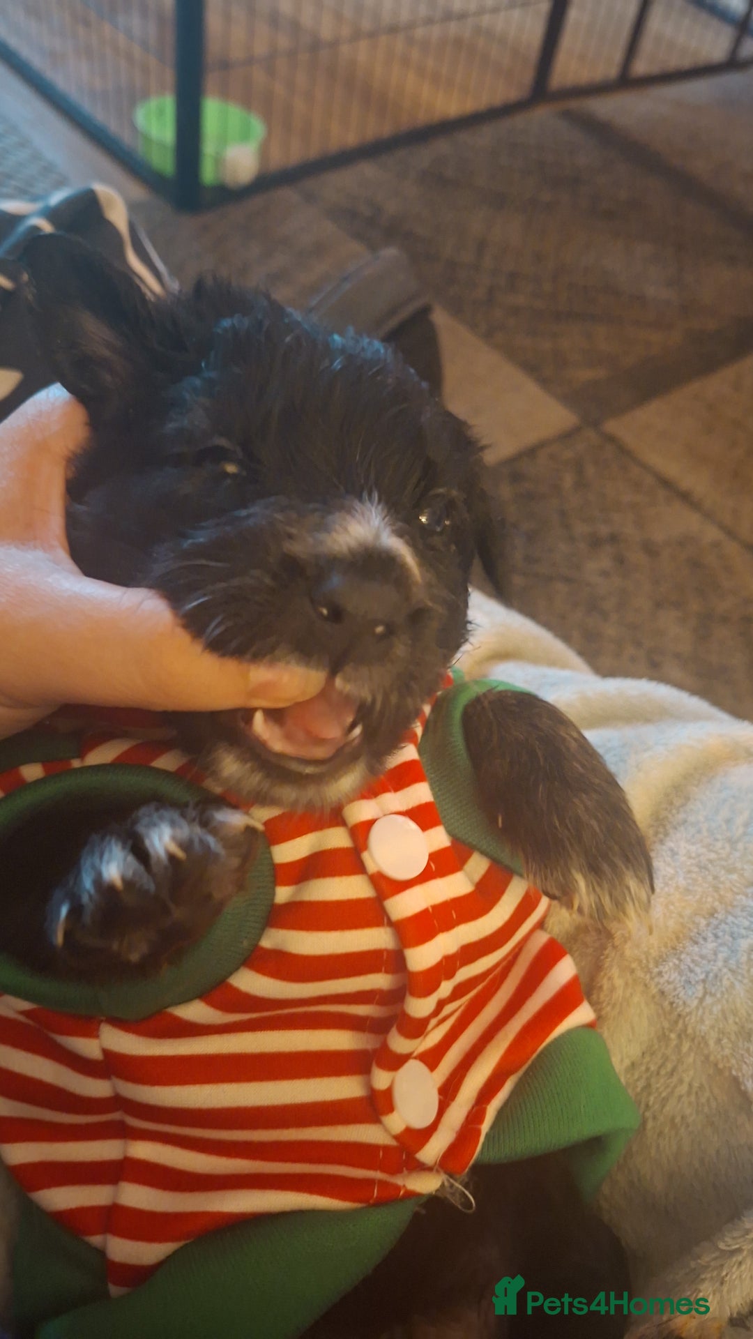 Mixed Breed dogs for sale: 1 boys left f1 border retreiver black/white left - Advert 7