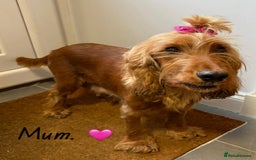 Cocker Spaniel dogs for sale: Beautiful cocker spaniel puppies  - Image 10