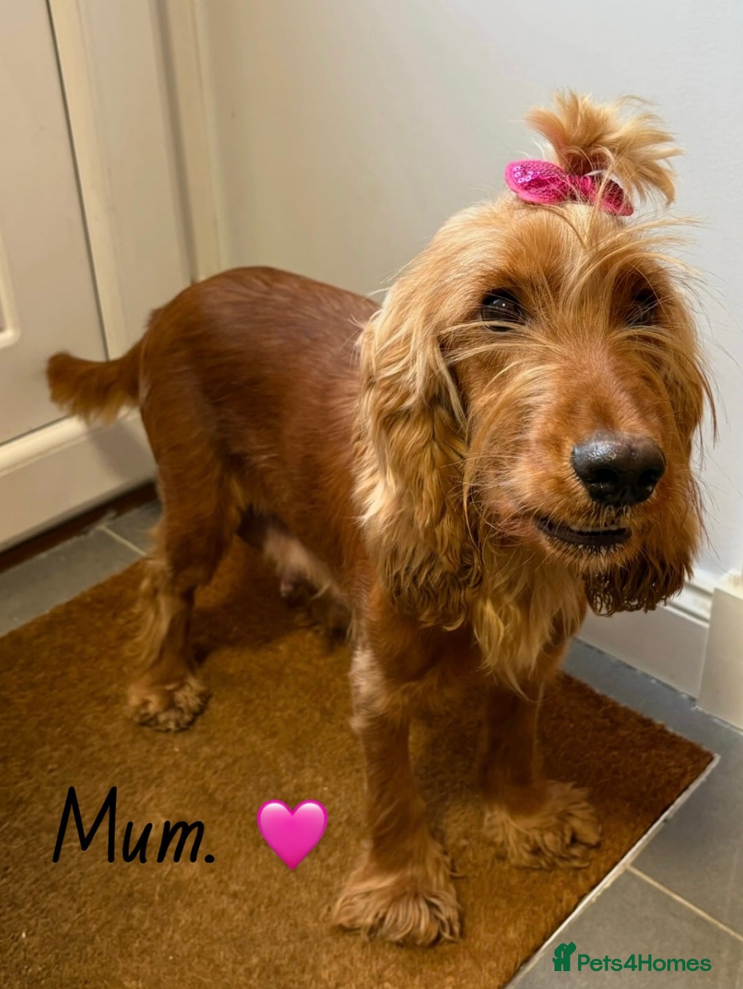 Cocker Spaniel dogs for sale: Beautiful cocker spaniel puppies  - Image 10